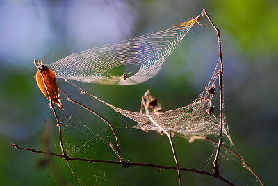 Fotos de la naturaleza, tela de araña