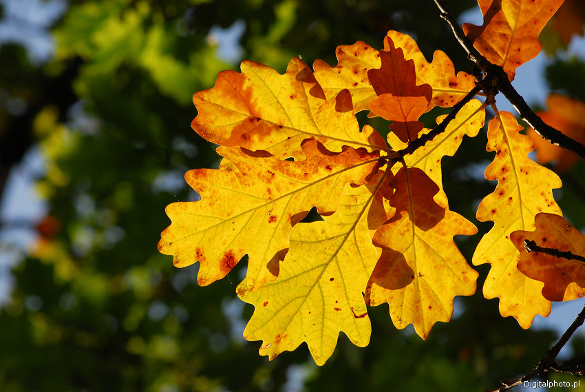 Immagini di autunno, fogli della quercia