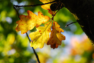 Feuilles de chêne, vue d'automne