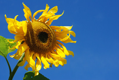 Sunflower, flowers pictures