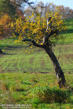 Fruit tree in autumn