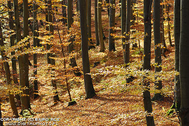Outono na floresta