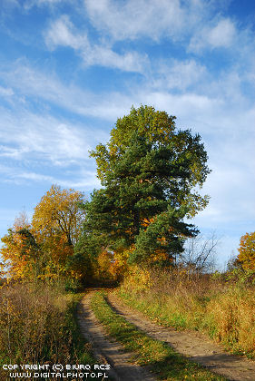 Country Road, Autumn pisc