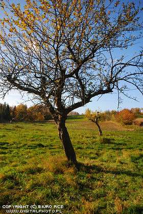 rvores de fruta velhas no outono