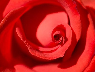 Rode roos, afbeeldingen van bloemen