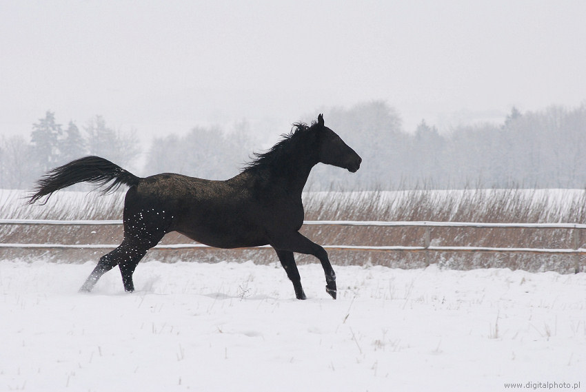 Zwart paard