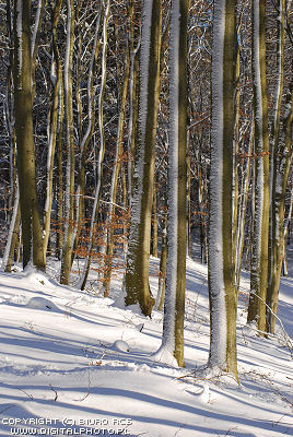 Vinter landskap, skog i vinter