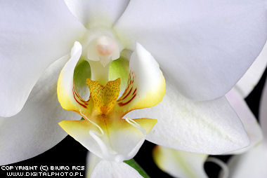 Orchidea bianco