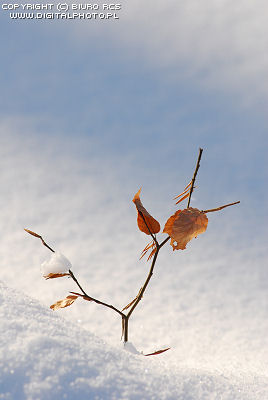 rvore pequena na neve