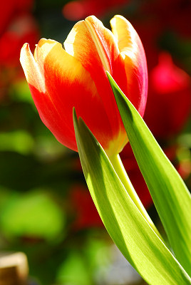 Belle tulipe