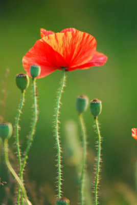 Red poppies, summer flowers