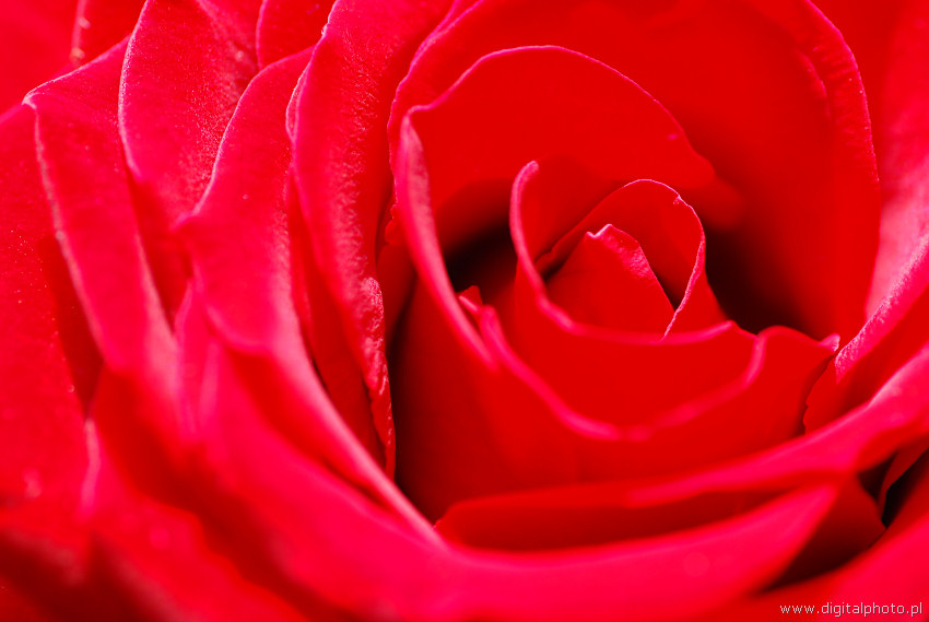 Rose, fleur
