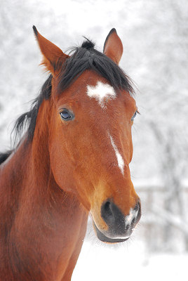 Het paard in winter