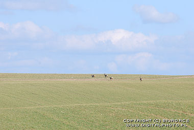 Uova Deers sul campo