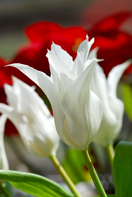 Hvit tulipaner