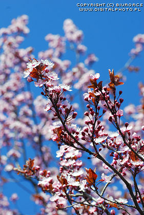 rvores de cereja na flor