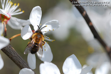 Abeja, foto de la abeja