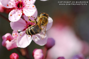 Fotos de las abejas, fotografa macro