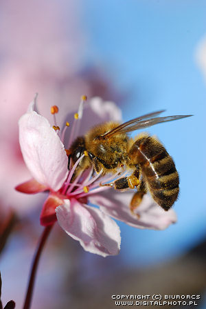 Bijen beelden af