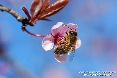 Bees in spring