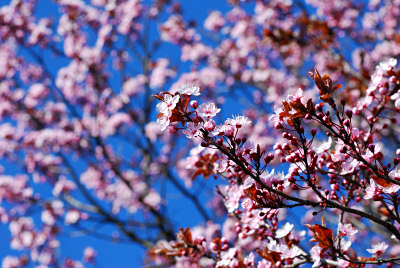 Fleurs sur des arbres, jardins de printemps