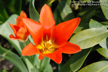 Tulipan af den Nederlandene