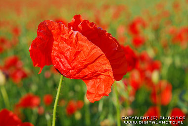 Red poppy, flowers on field