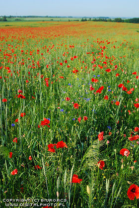 Fields of poppies, wildflowers