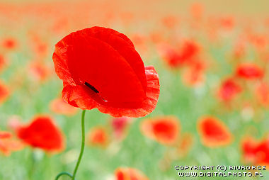 Red poppies photographs
