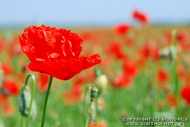 Poppies, red poppies