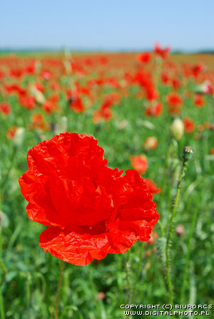 Wildflowers, red poppies
