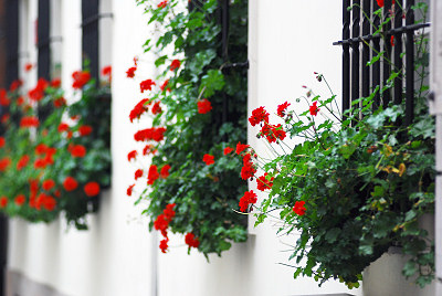 Flores en la ventana, geranios rojos