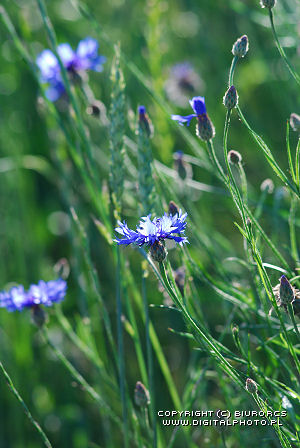 Flores de campos azules