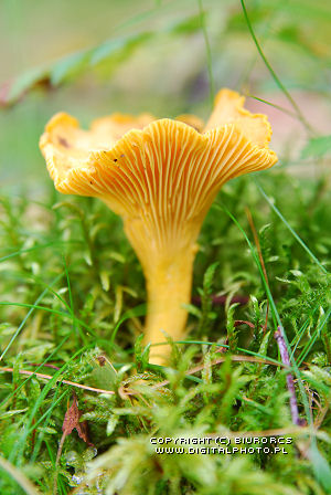 Foto del fungo, cantharellus