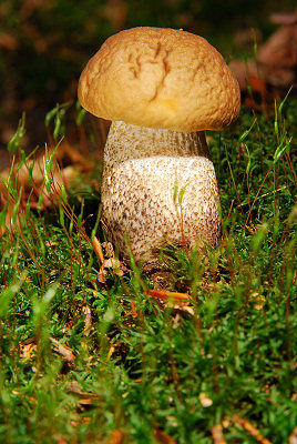 Mushrooms, leccinum