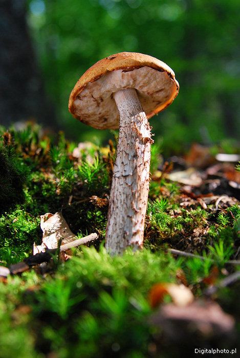 Funghi commestibili, leccinum aurantiacum
