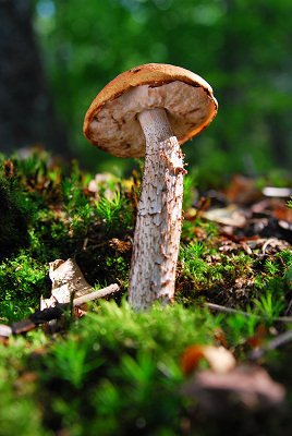 Edible mushrooms, red-capped scaber stalk