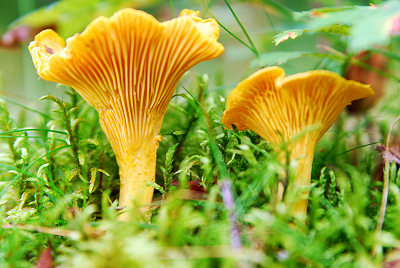 Cantharellus, immagini dei funghi