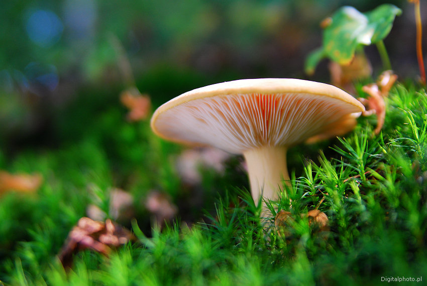Poisonous mushrooms, clitocybe phyllophila