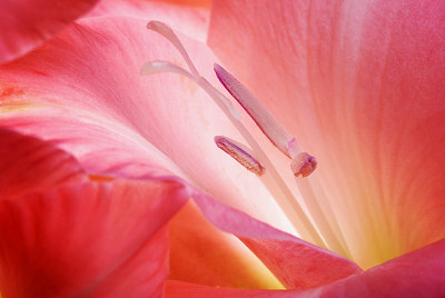 Lilje, lyserøde blomster