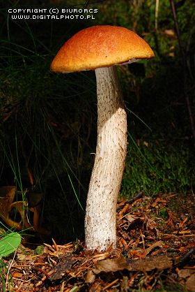 Mushrooms, leccinum aurantiacum