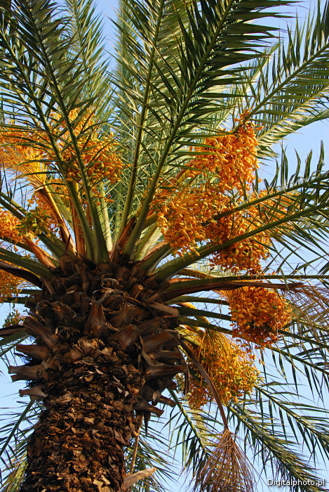 Palma daktylowa, zdjcie palmy daktylowej