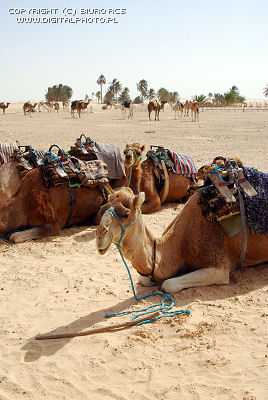 Kamelen, Foto's van kamelen