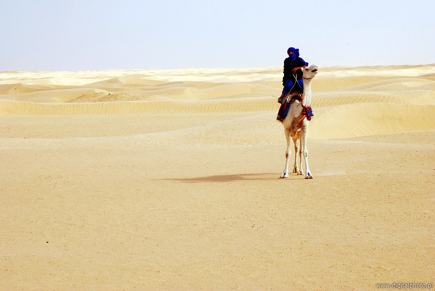 Deserto del Sahara, cammelli