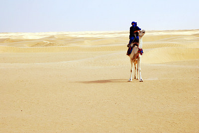 Sahara, Kamel, Dromedar