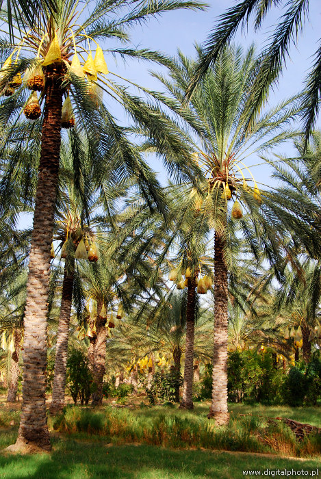 Oase, Palme trees