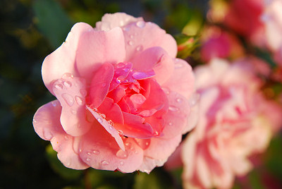 Roses, pink rose