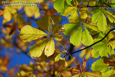 Horse-chestnut leaves, autumn