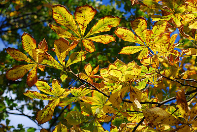 Farverig blade, efterår træer