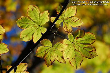 Leaves of Horse-chestnut